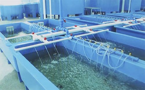 養(yǎng)殖槽 養(yǎng)殖槽