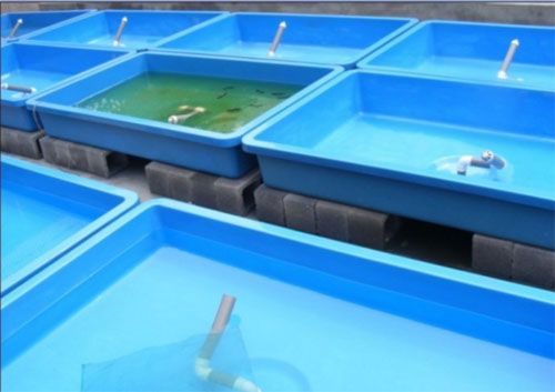 養(yǎng)殖槽 養(yǎng)殖槽